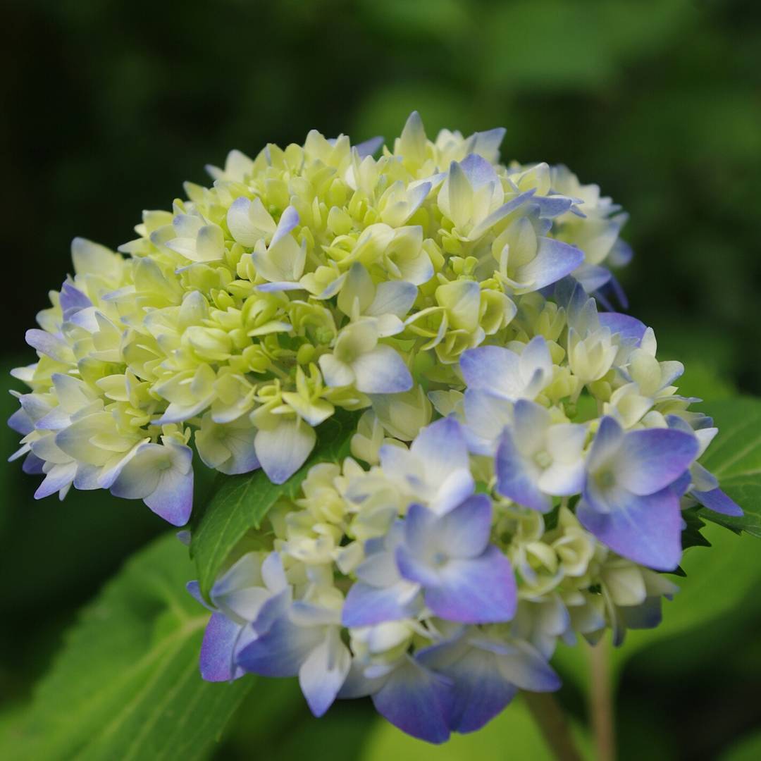 賞花攻略