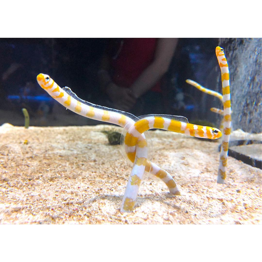 東京自由行！淺草必去必食之選［景點篇］墨田水族館（すみだ水族館）