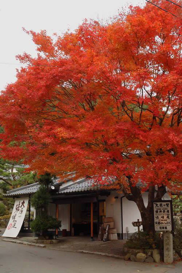 京都近效溫泉 大原溫泉旅館 大原一泊二食 大原一日遊 大原之里旅館(Ohara no Sato)