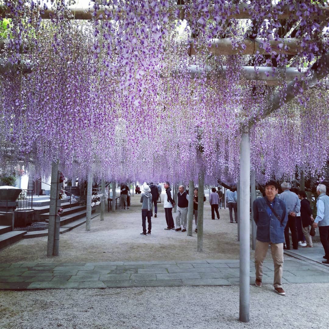 吉祥寺公園 紫藤花 日本 花季
