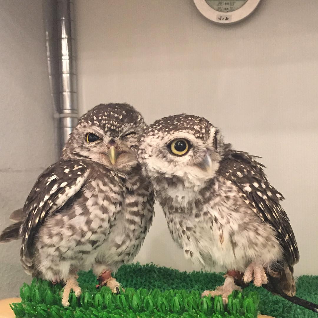 大阪貓頭鷹CAFE Owl Family