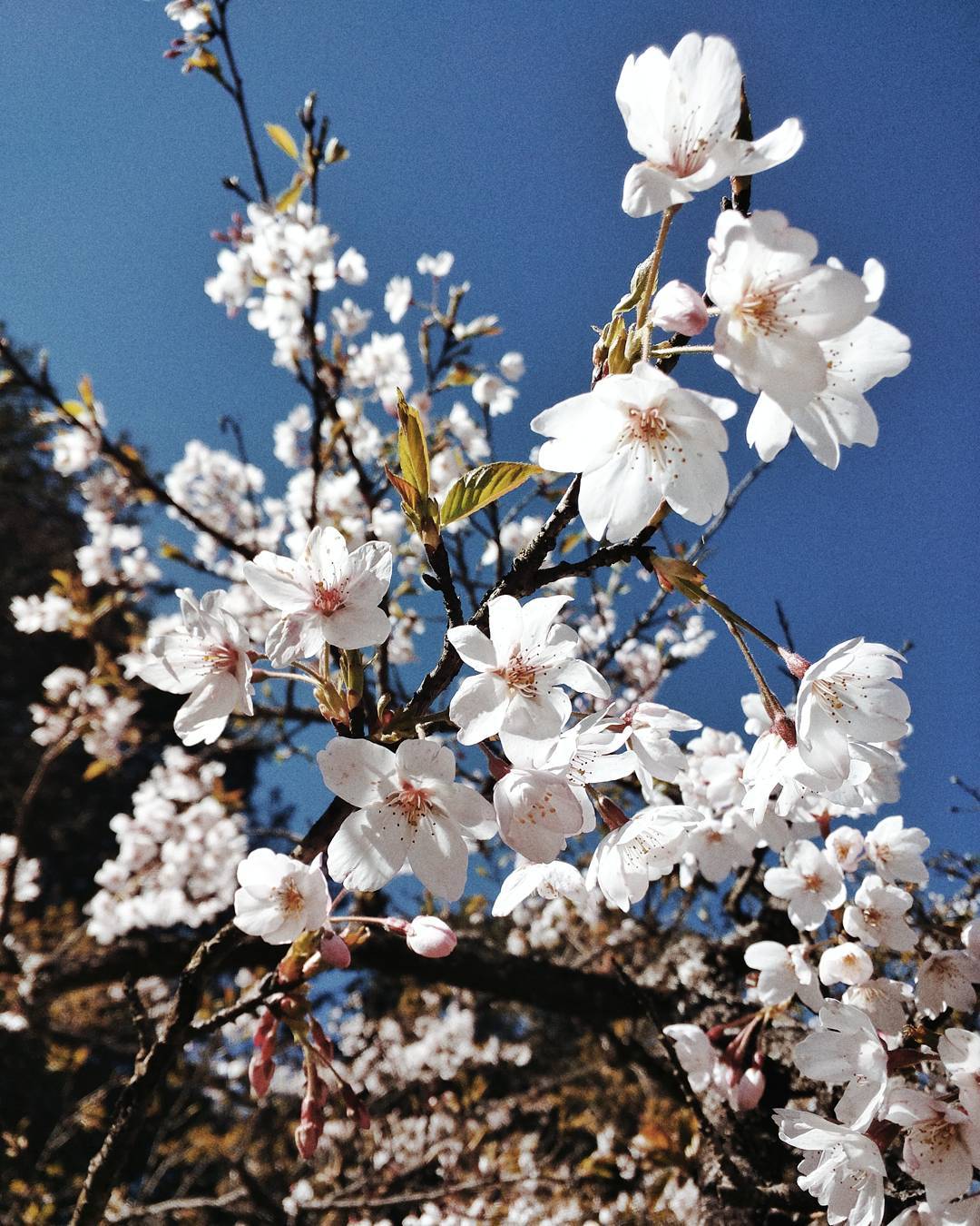 櫻花 季節