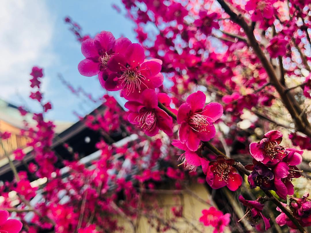 2019 京都10大賞梅名所　城南宮