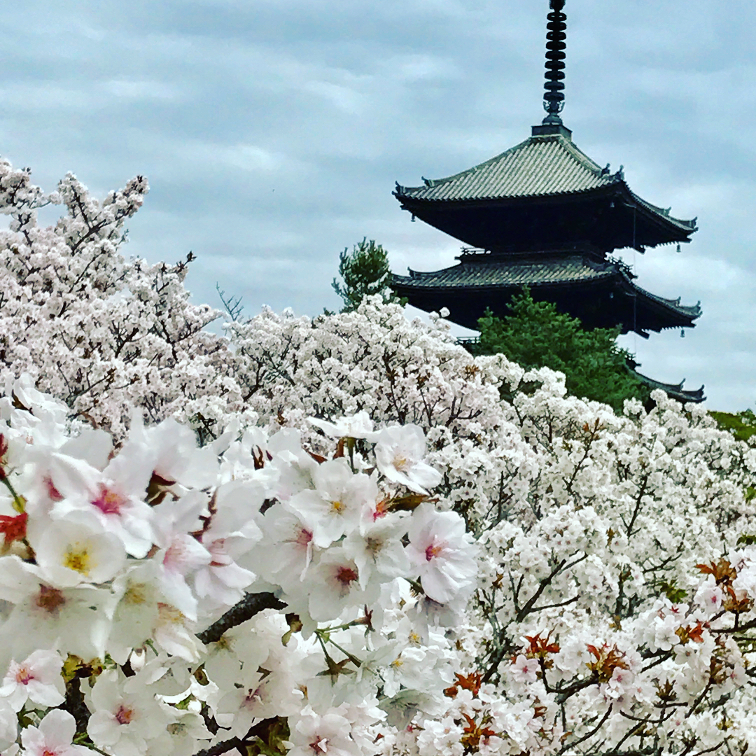 京都 櫻花 仁和寺