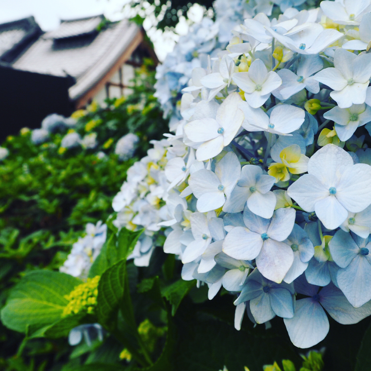 奈良 紫陽花寺 關西紫陽花