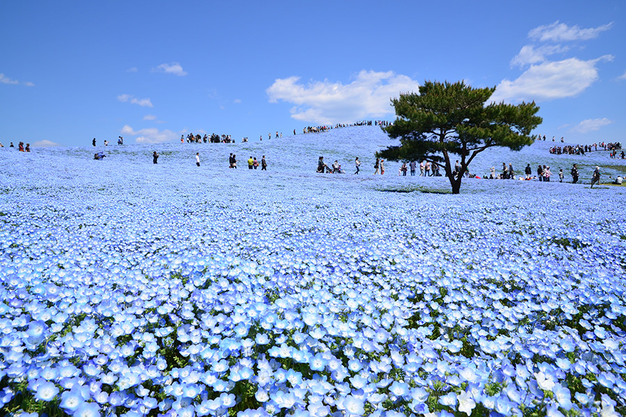 東京近郊 國營常陸海濱公園