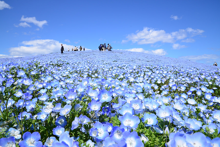東京 粉蝶花