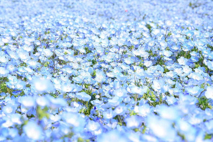 茨城 粉蝶花之丘 みはらしの丘
