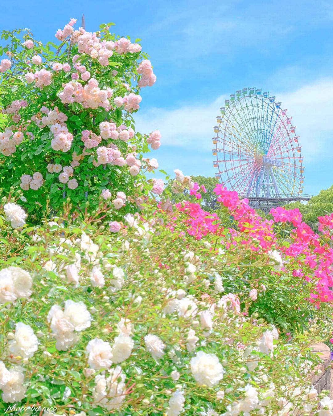 枚方公園 光之遊園地 玫瑰節(Rose Festival ローズフェスティバル)