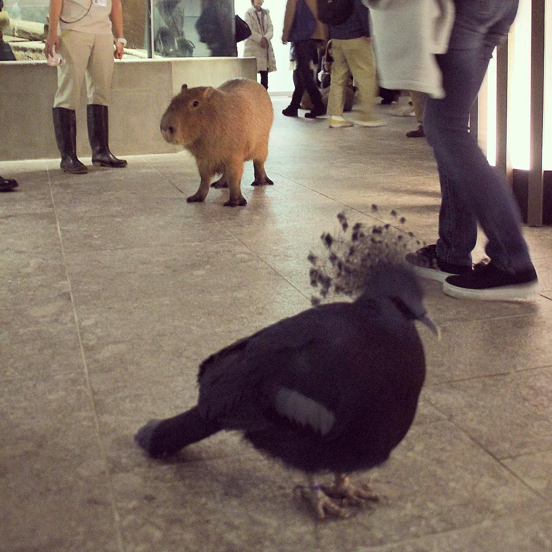 親子必去!零距離親親動物!大阪 NIFREL活生生的博物館!