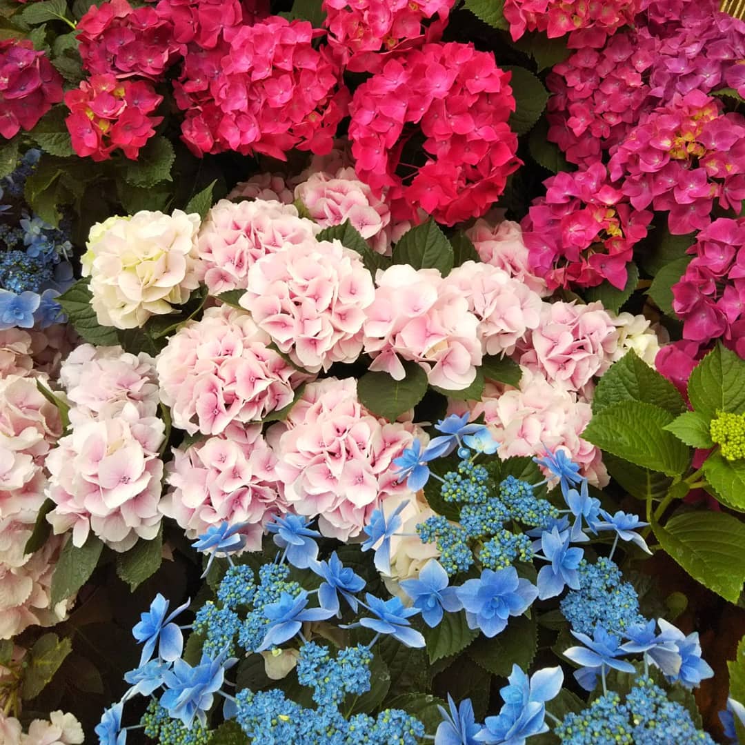東京近郊自由行！箱根必玩必食懶人包［景點篇］箱根強羅公園