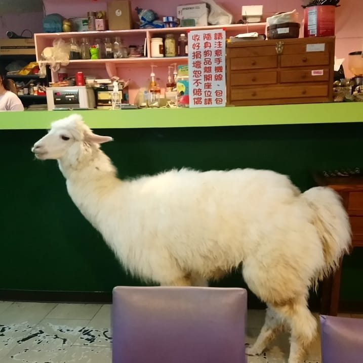 OIA伊亞藝術咖啡館 草泥馬Cafe