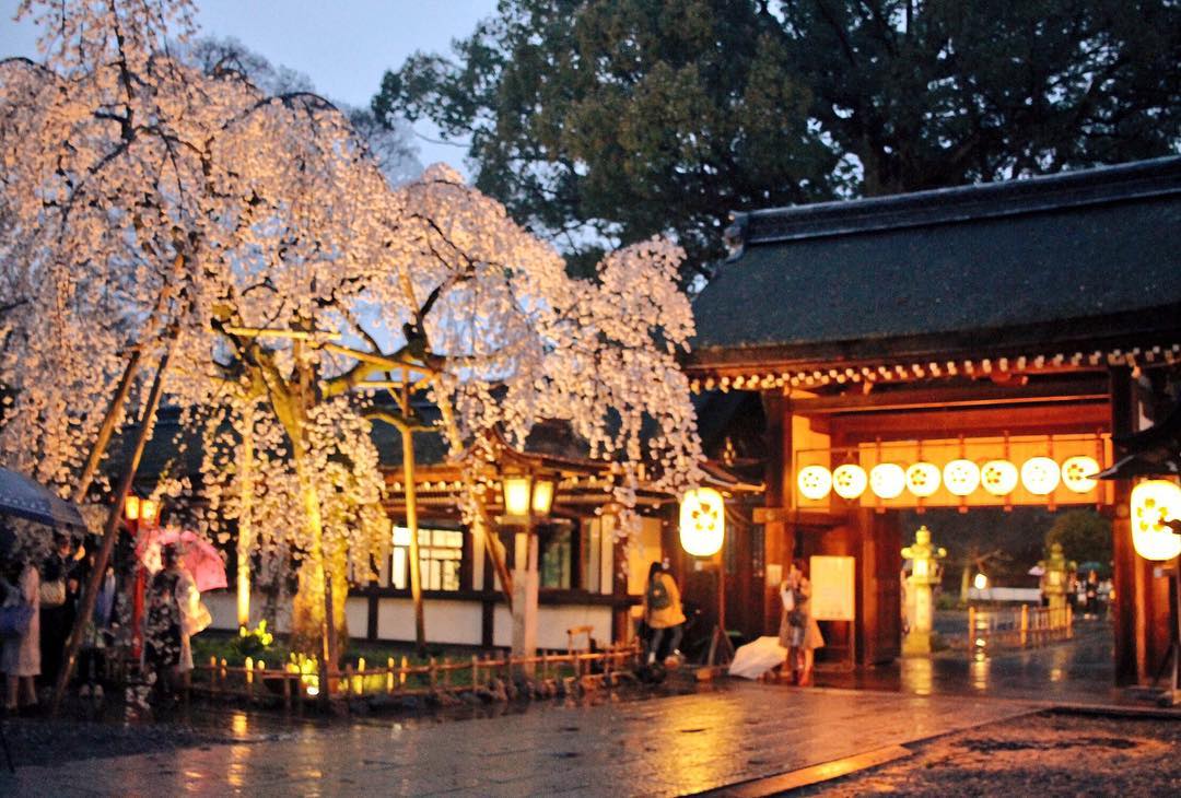 2018賞櫻攻略！京都夜櫻情報大公開！平野神社