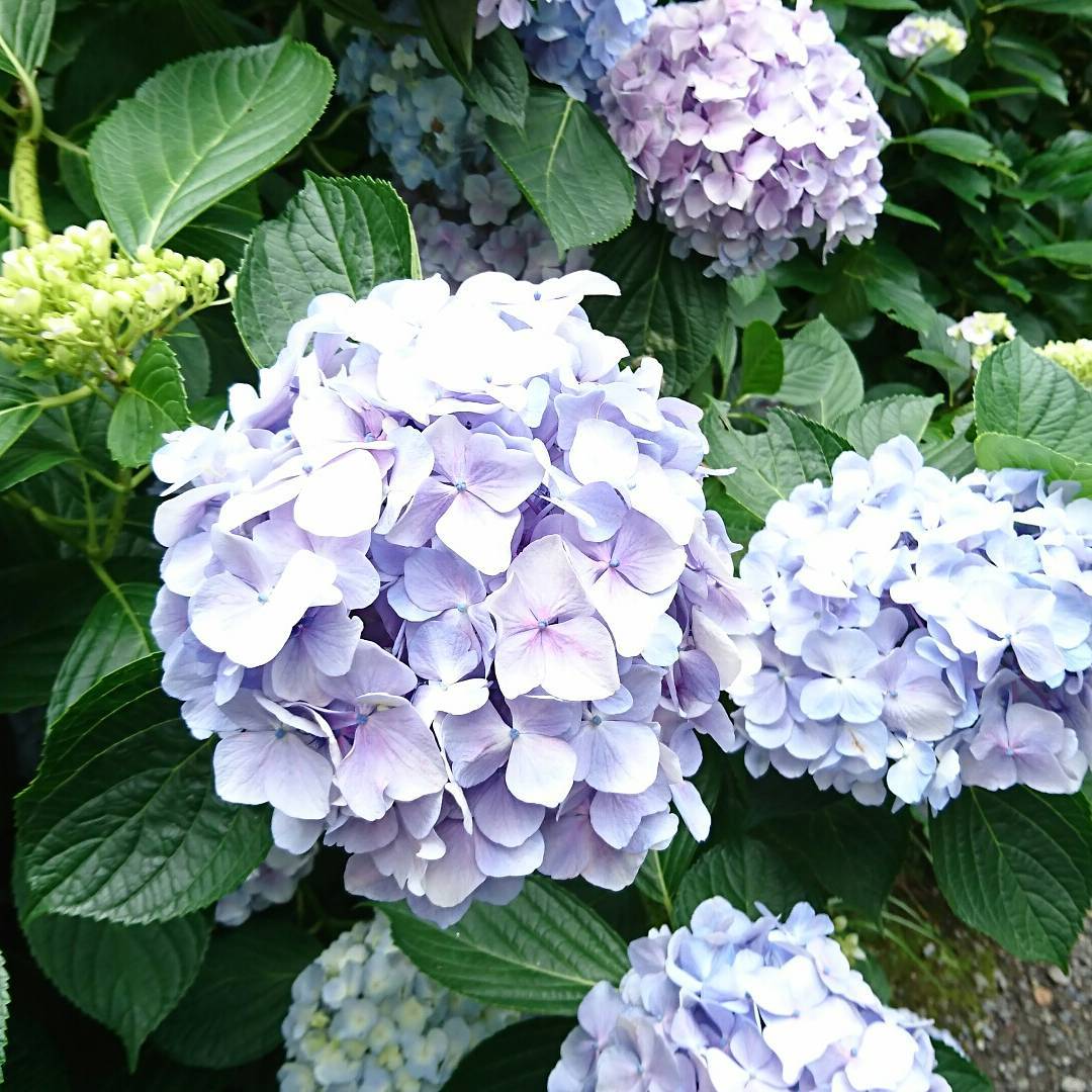 奈良繡球花