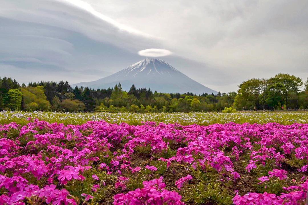 櫻花預想 2019