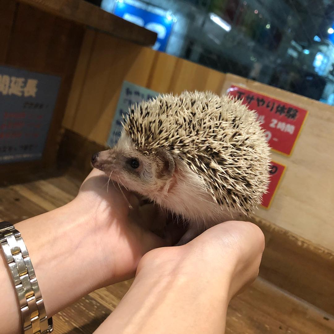 大阪小動物咖啡廳 ROCK STAR