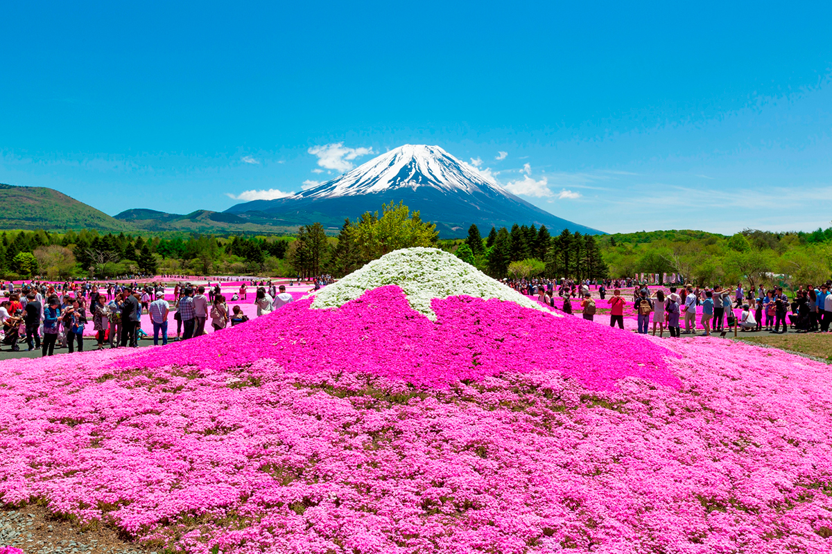 東京 富士山 櫻花2019