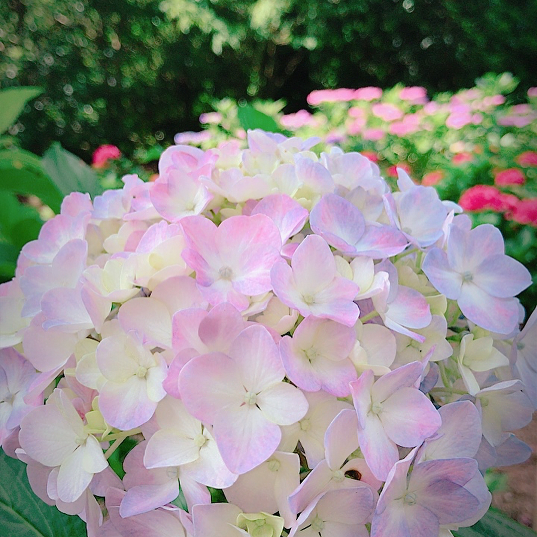 京都 繡球花 關西繡球花