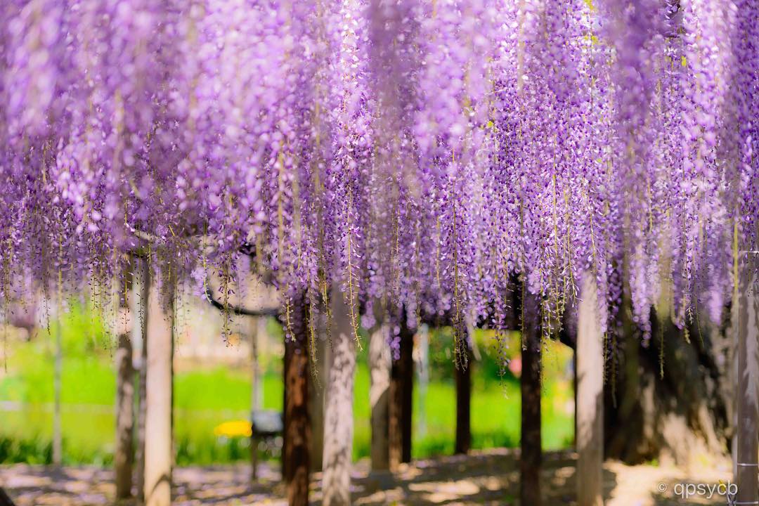 紫藤花期 足利 紫藤 足利花卉公園