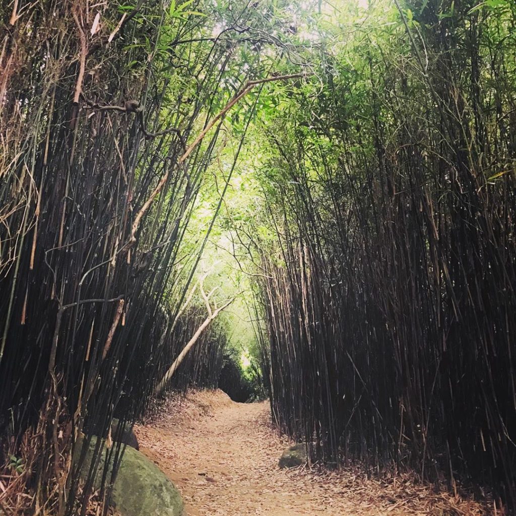 香港好去處 河背水塘 河背水塘家樂徑 香港行山 行山好去處 行山新手 新手行山路線 香港行山徑 元朗行山 九龍行山 大埔行山