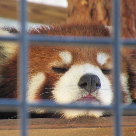 【北海道一日行程】旭川 旭山動物園