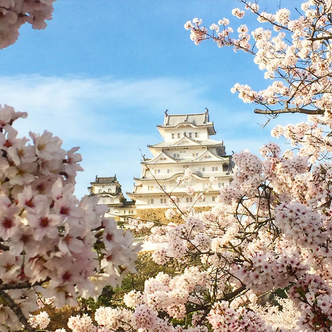 日本 櫻花 神戶 關西 2019