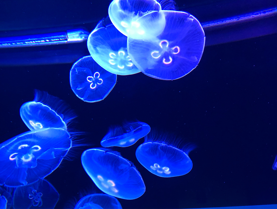 東京自由行！淺草必去必食之選［景點篇］墨田水族館（すみだ水族館）