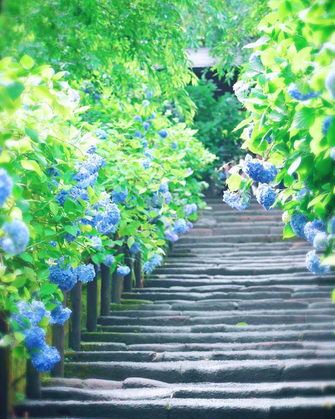 綉球花 明月院