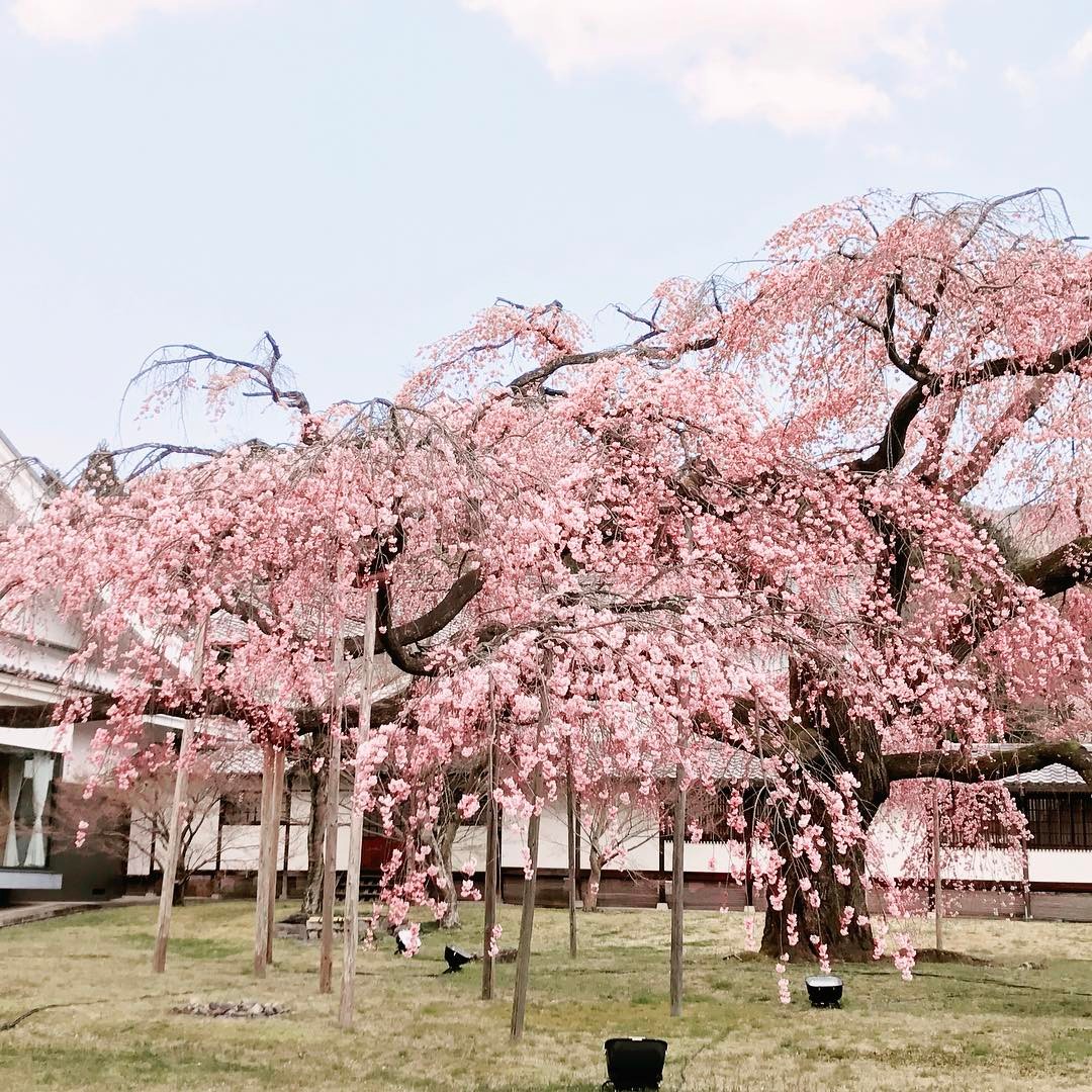 京都櫻花 2019 醍醐寺