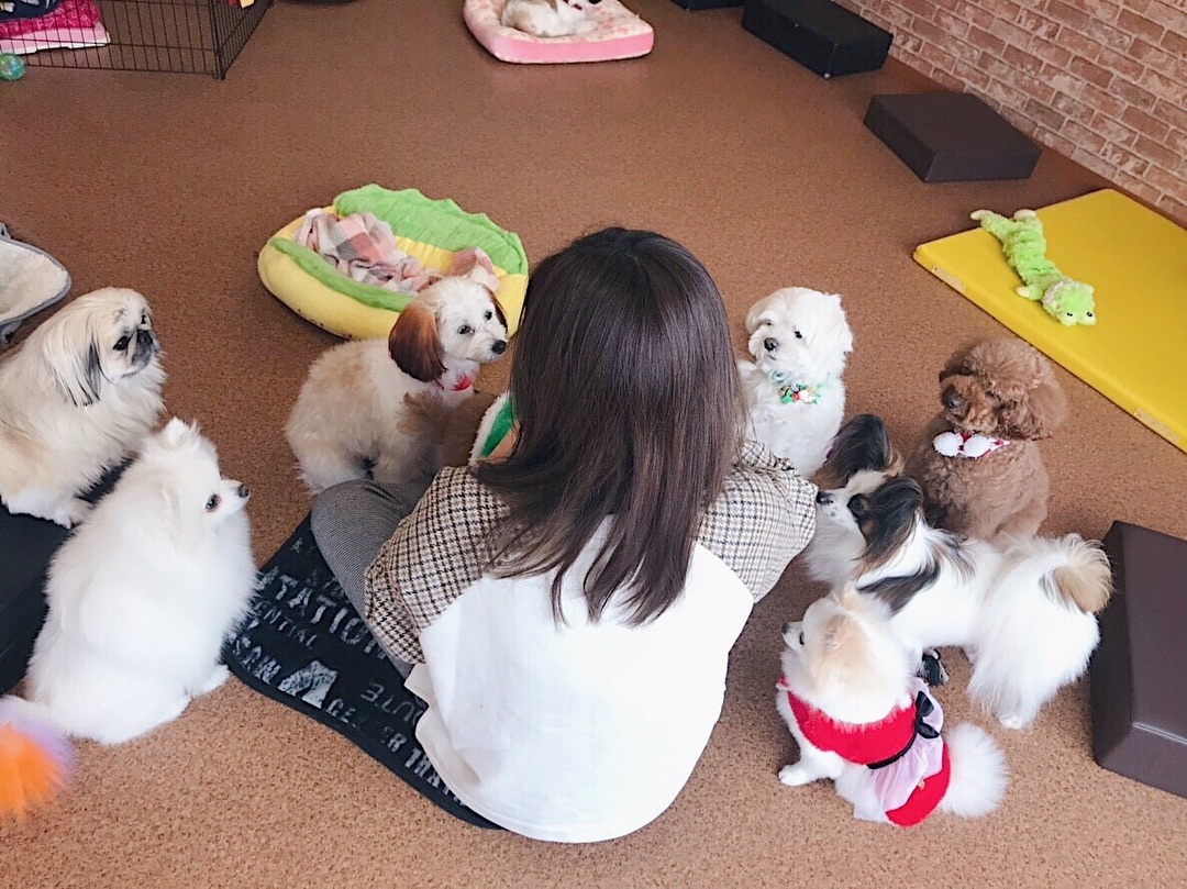 大阪狗CAFE Dog Tail