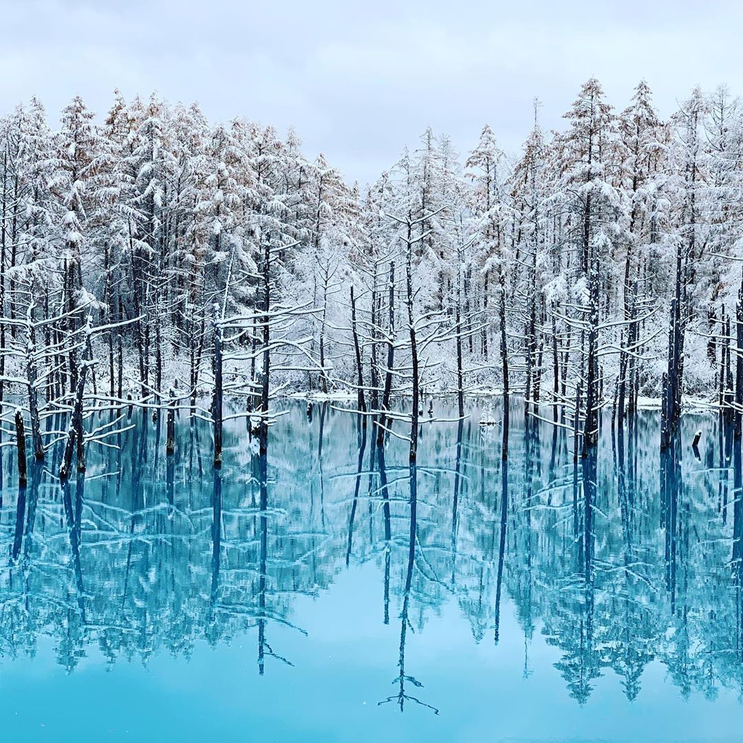 白金青池(Shirogane Blue Pond|白金青い池)| 北海道 Hokkaido 北海道景點 北海道道北景點 富良野景點 富良野 美瑛景點 美瑛
