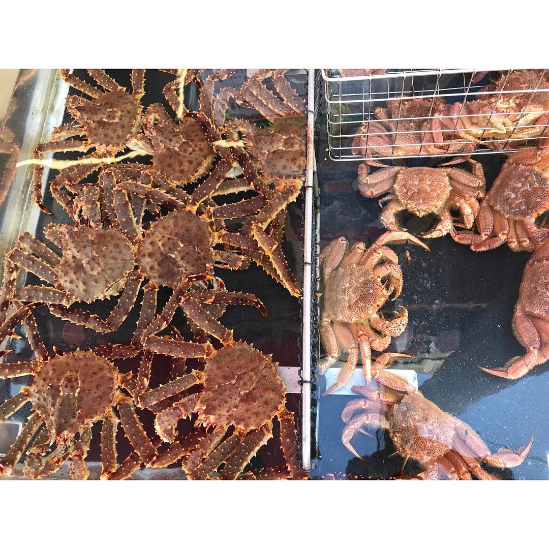 北海道必去！函館朝市美食地圖 朝市の味処 茶夢