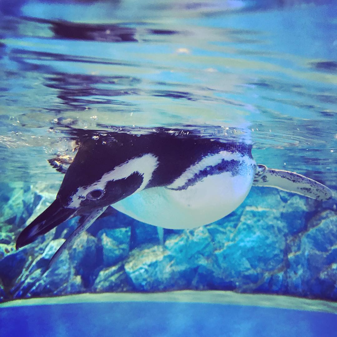 東京自由行！淺草必去必食之選［景點篇］墨田水族館（すみだ水族館）