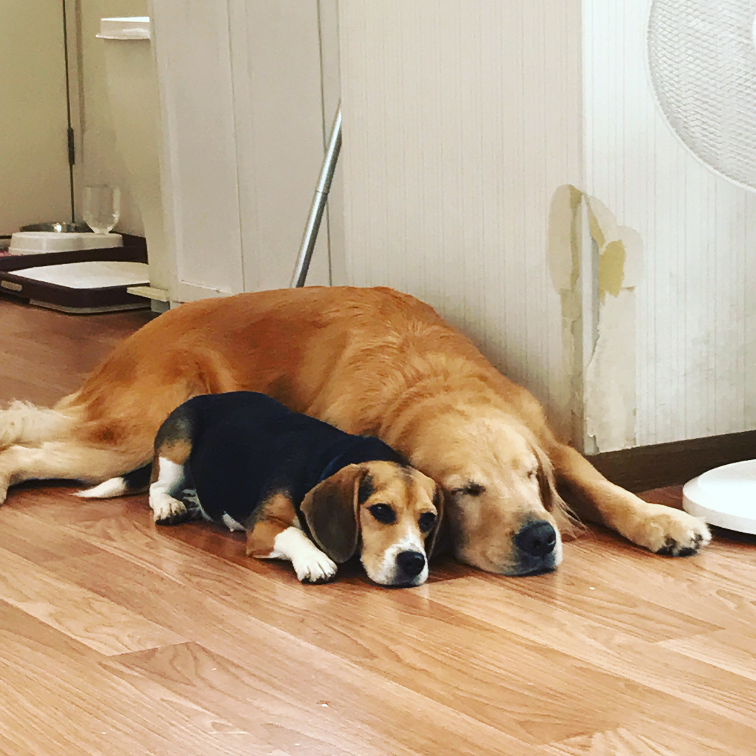 讓毛小孩治癒你吧!萌到犯規!東京動物 Café 八選!(後篇) DOG HEART