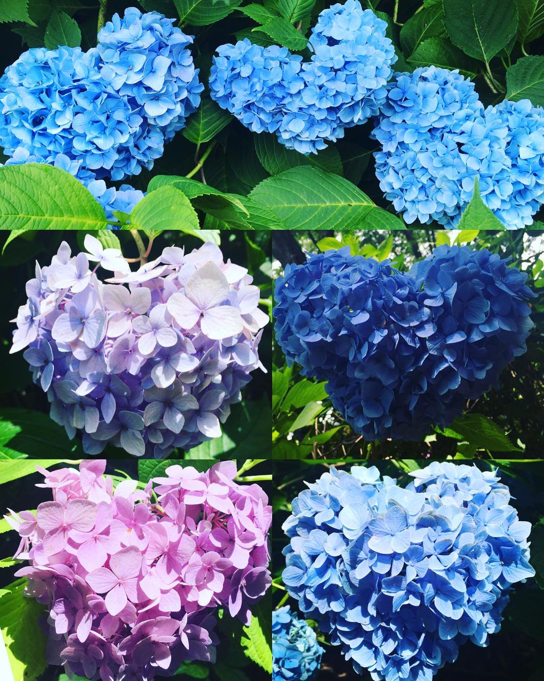 日本 繡球花