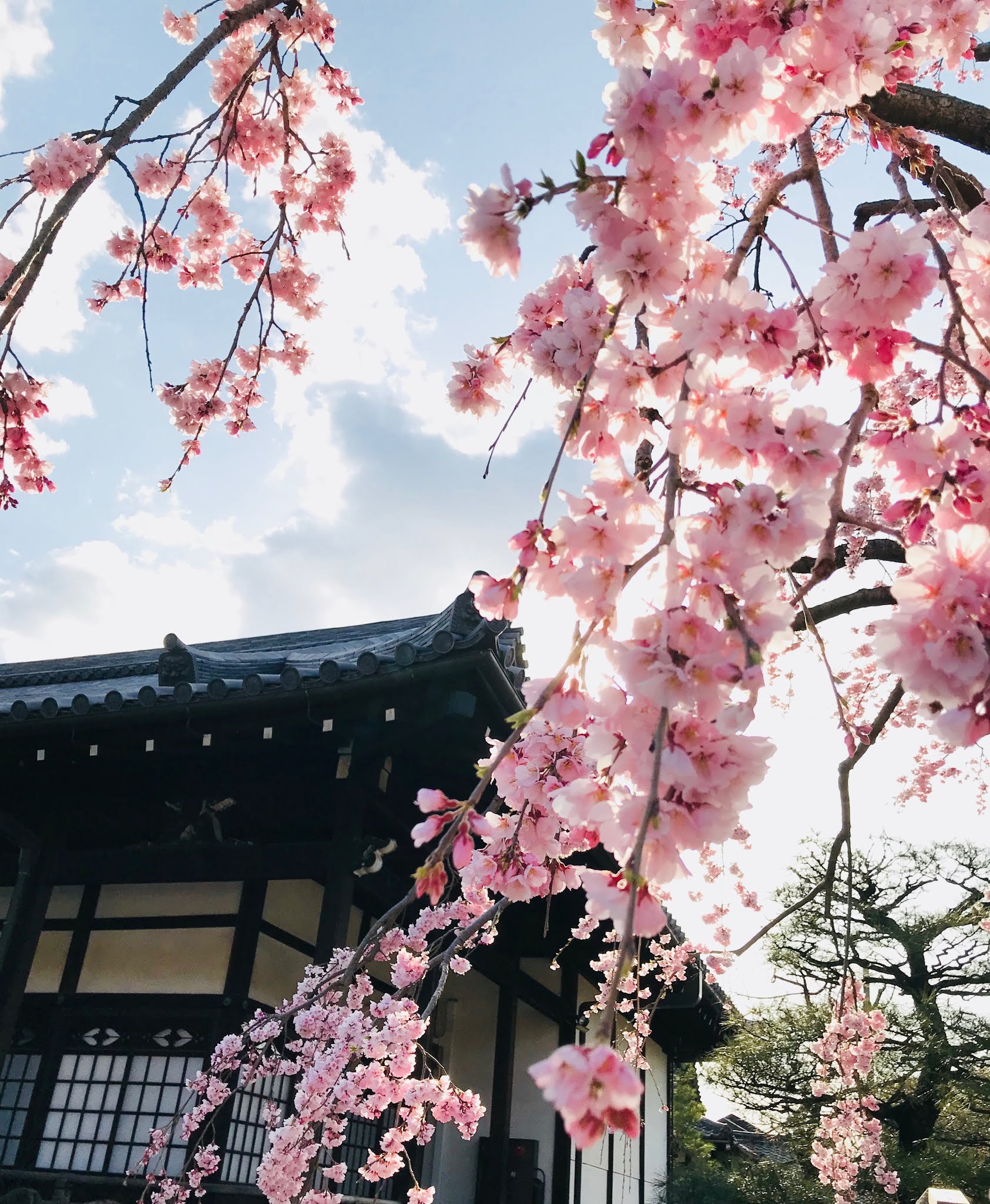 日本櫻花
