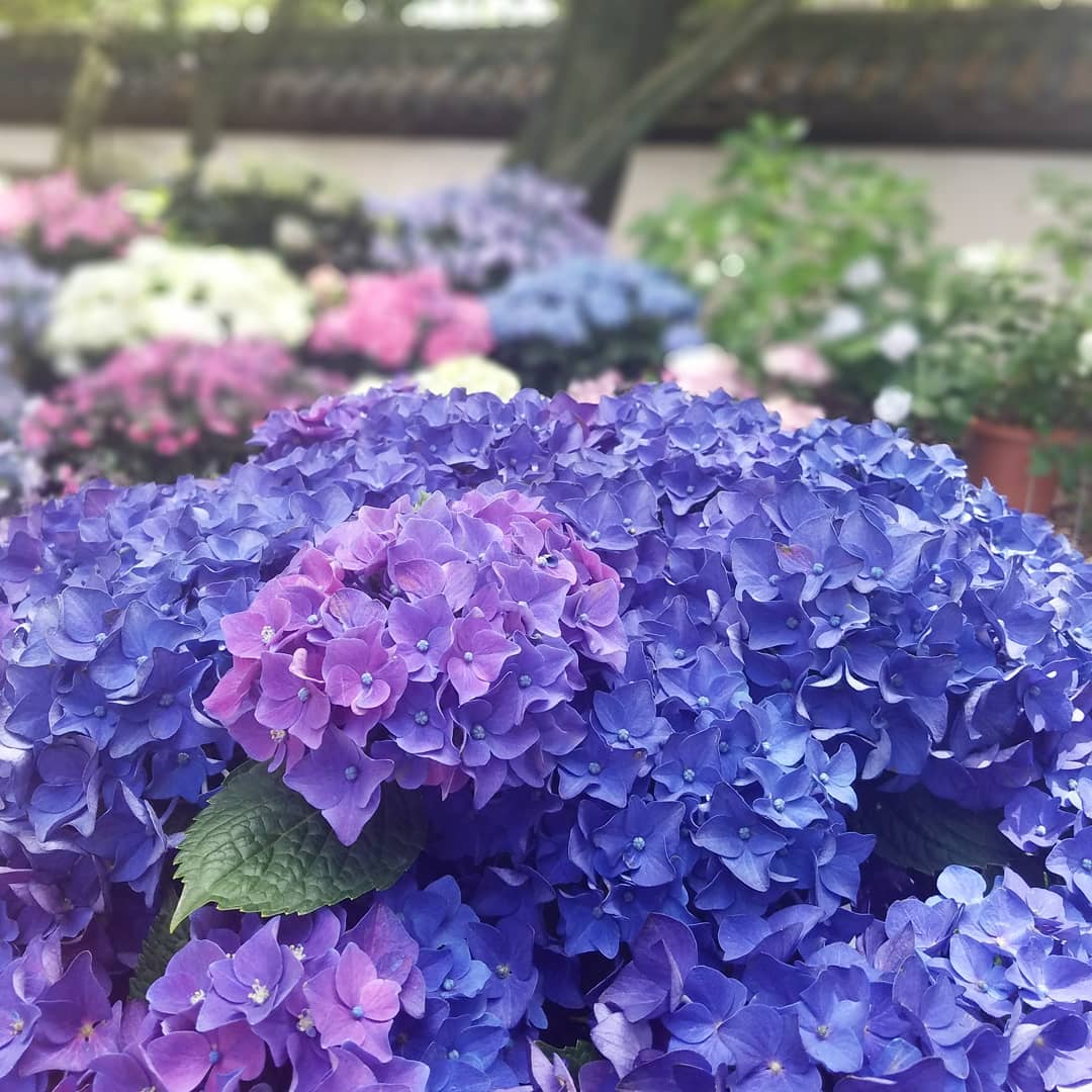 福岡紫陽花 福岡繡球花
