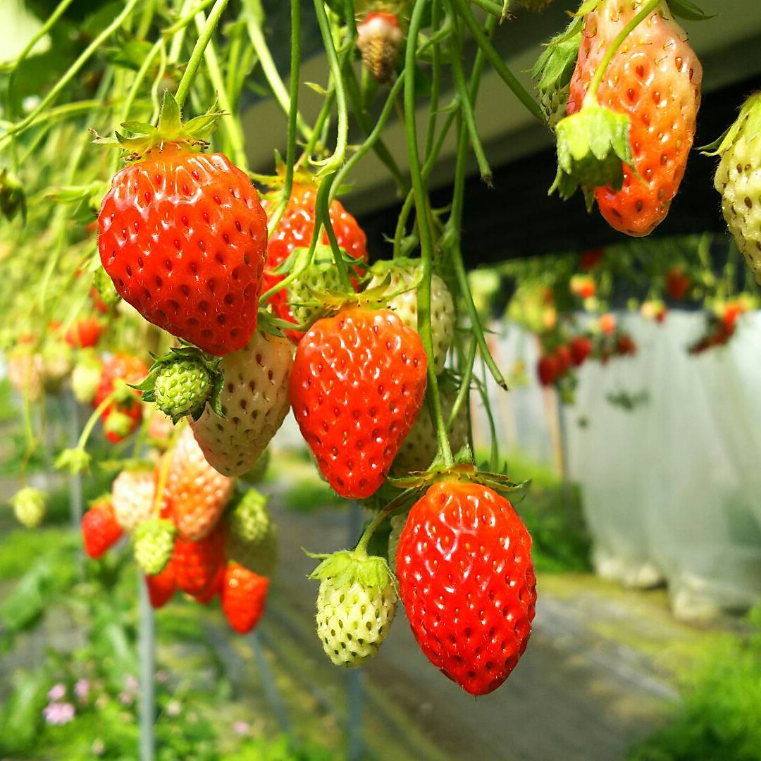 任食放題!採摘甘夏橘、章姫草莓!@ 大阪堺市南樂園