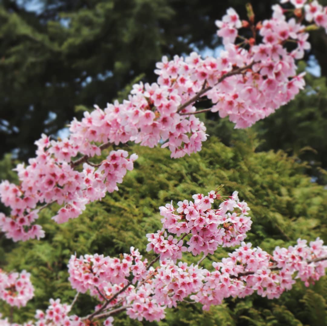 東京近郊自由行！箱根必玩必食懶人包［景點篇］箱根強羅公園