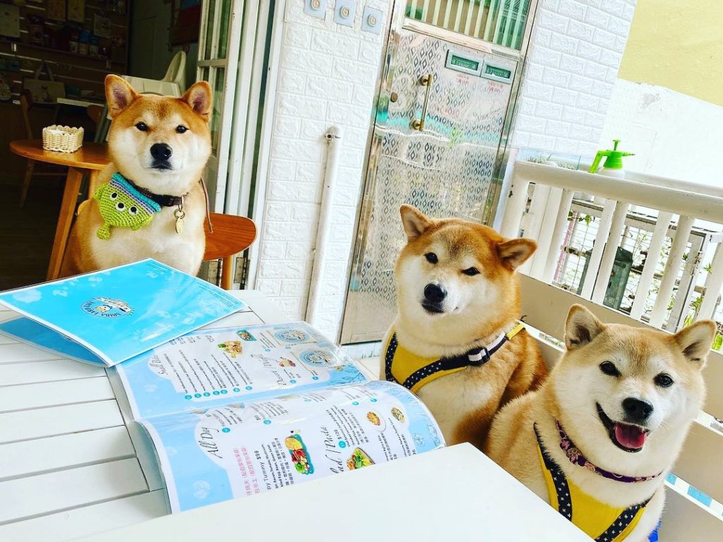 西貢一日遊 西貢好去處 西貢 打卡 西貢 美食 西貢 環島遊 西貢柴太郎咖啡店