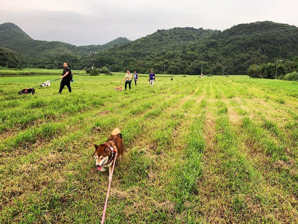 機場維修區 南生圍 深涌 香港好去處 野餐 草地 香港野餐 野餐好去處 香港野餐地點 香港草地 公園好去處 野餐地點 香港大草地 放風箏 放狗