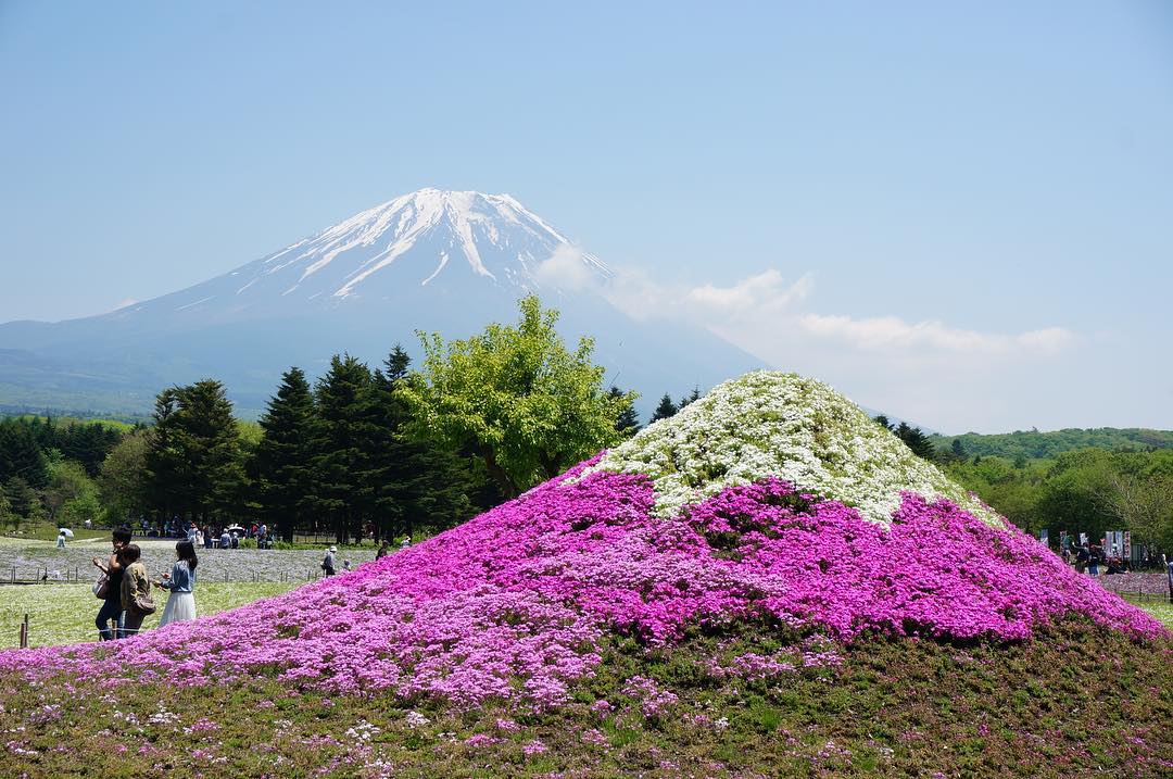 富士山 櫻花