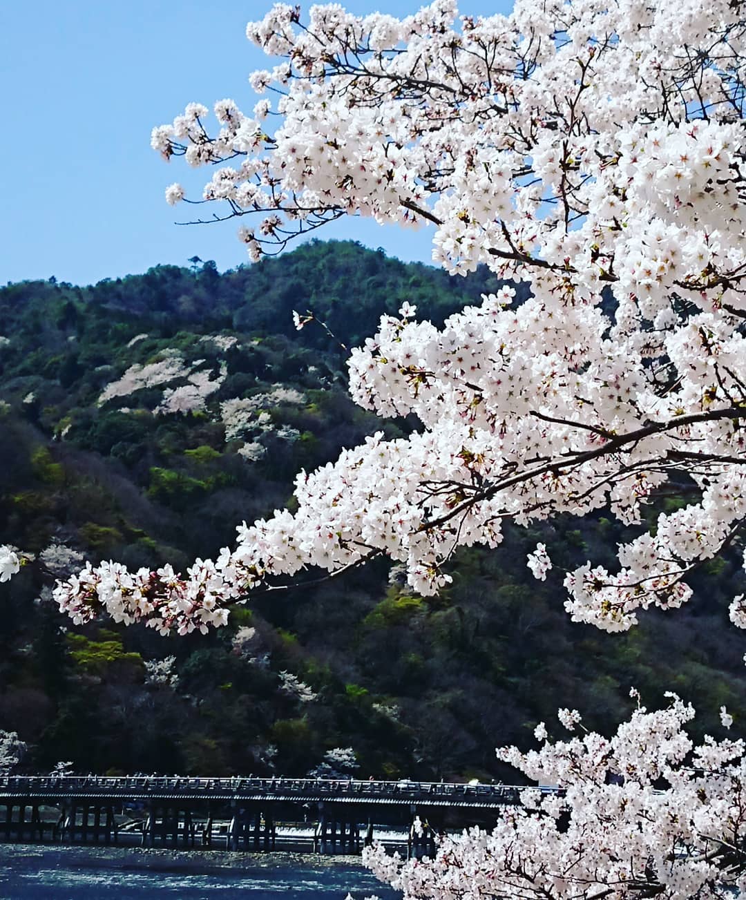京都櫻花 2019