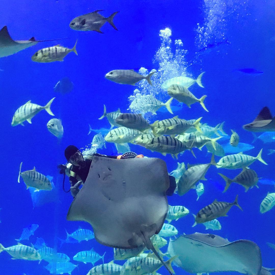 國立海洋生物博物館(National Museum of Marine Biology and Aquarium) 魔鬼魚 台灣博物館 台灣景點