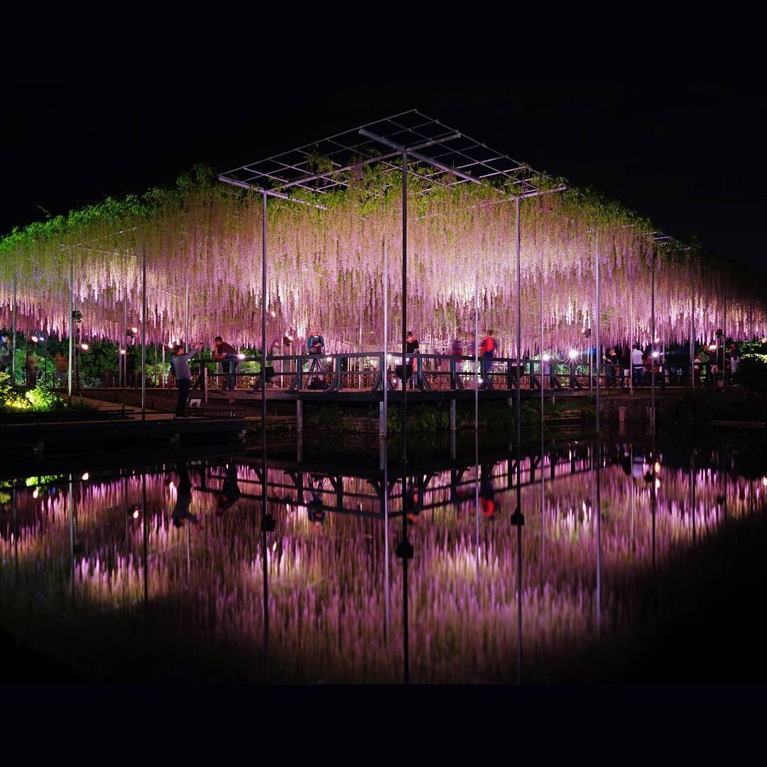 足利花卉公園
