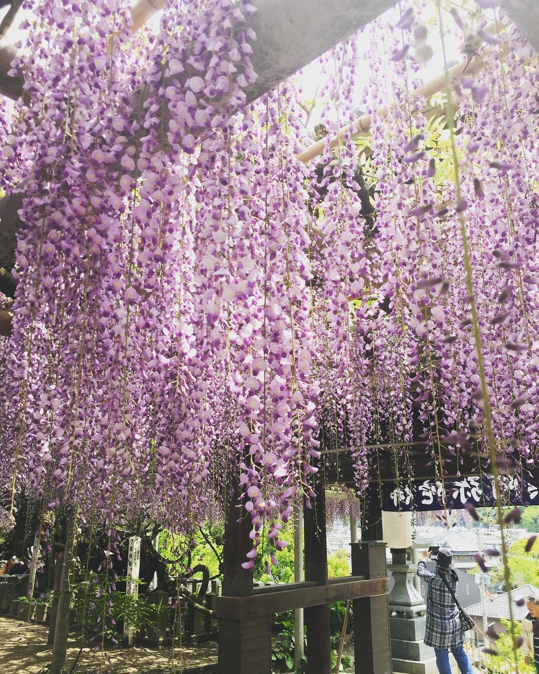 北九州 吉祥寺公園 紫藤花花期 開花