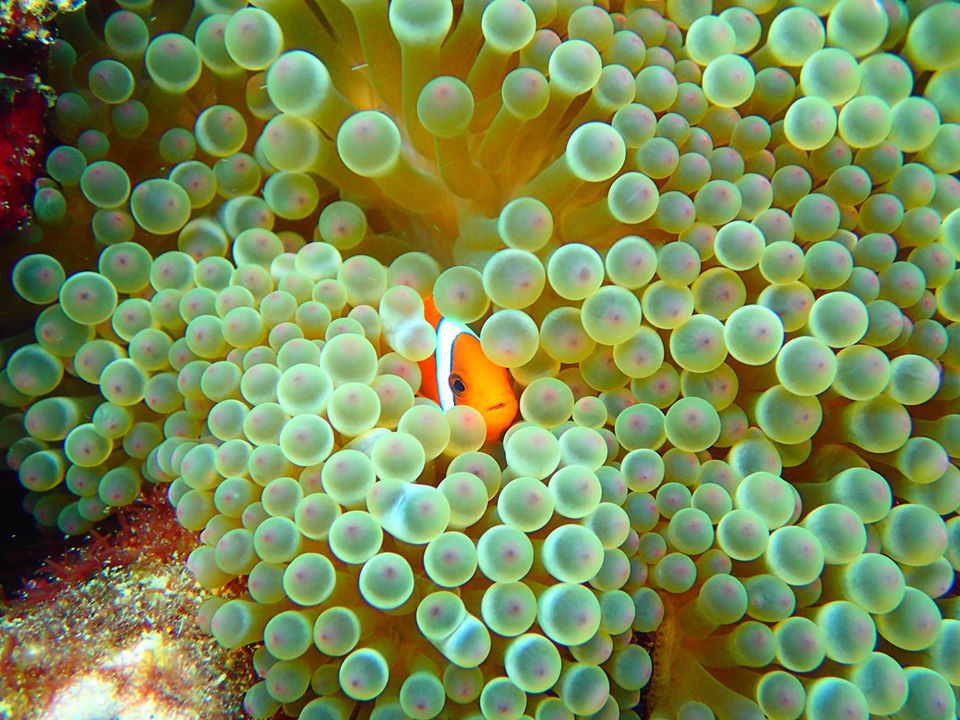 墾丁浮潛聖地萬里桐的海洋生物種類豐富，港人熟悉的小丑魚也很容易看到，在墾丁想要體驗潛水或浮潛就要去萬里桐