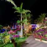 日本夜景遺産 東南植物楽園 ひかりの散歩道2019 東南植物楽園 ひかりの散歩道 東南植物樂園 光之散步道2019 東南植物樂園 光之散步道 沖繩冬天 2019 沖繩冬天 自由行 2019 沖繩冬天景點 2019 沖繩聖誕點燈 2019 沖繩聖誕亮燈 2019 沖繩聖誕燈飾 2019 沖繩燈飾 2019 沖繩聖誕 2019