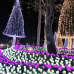 日本夜景遺産 東南植物楽園 ひかりの散歩道2019 東南植物楽園 ひかりの散歩道 東南植物樂園 光之散步道2019 東南植物樂園 光之散步道 沖繩冬天 2019 沖繩冬天 自由行 2019 沖繩冬天景點 2019 沖繩聖誕點燈 2019 沖繩聖誕亮燈 2019 沖繩聖誕燈飾 2019 沖繩燈飾 2019 沖繩聖誕 2019