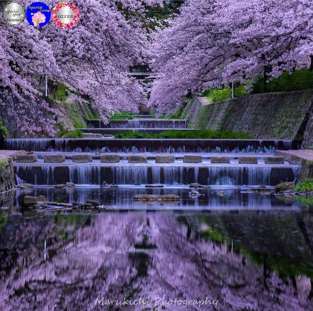 神戶 櫻花 景點 夙川公園